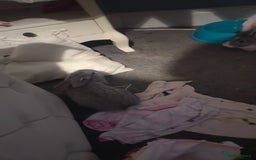 Flemish rabbits for sale: Pure flemish  - Image 10