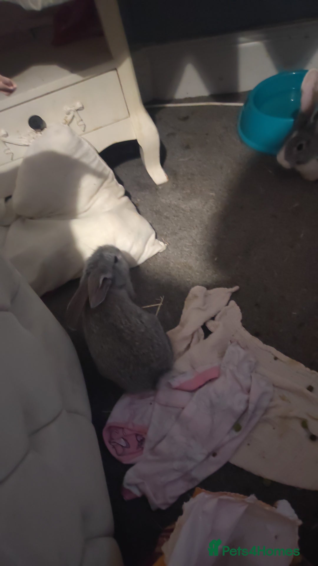 Flemish rabbits for sale: Pure flemish  - Image 10