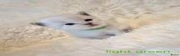 Ragdoll cats for sale:  Ragdoll Kittens 😸 ♥️  - Advert 6