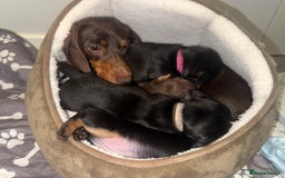 Miniature Dachshund dogs for sale: 4 x gorgeous miniature dachshund puppies  - Image 2