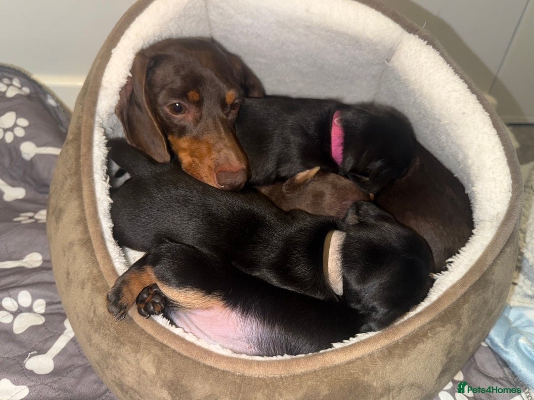 Miniature Dachshund dogs for sale: 4 x gorgeous miniature dachshund puppies  - Image 2