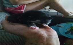 Chihuahua dogs for sale: Puppies for sale  - Image 2