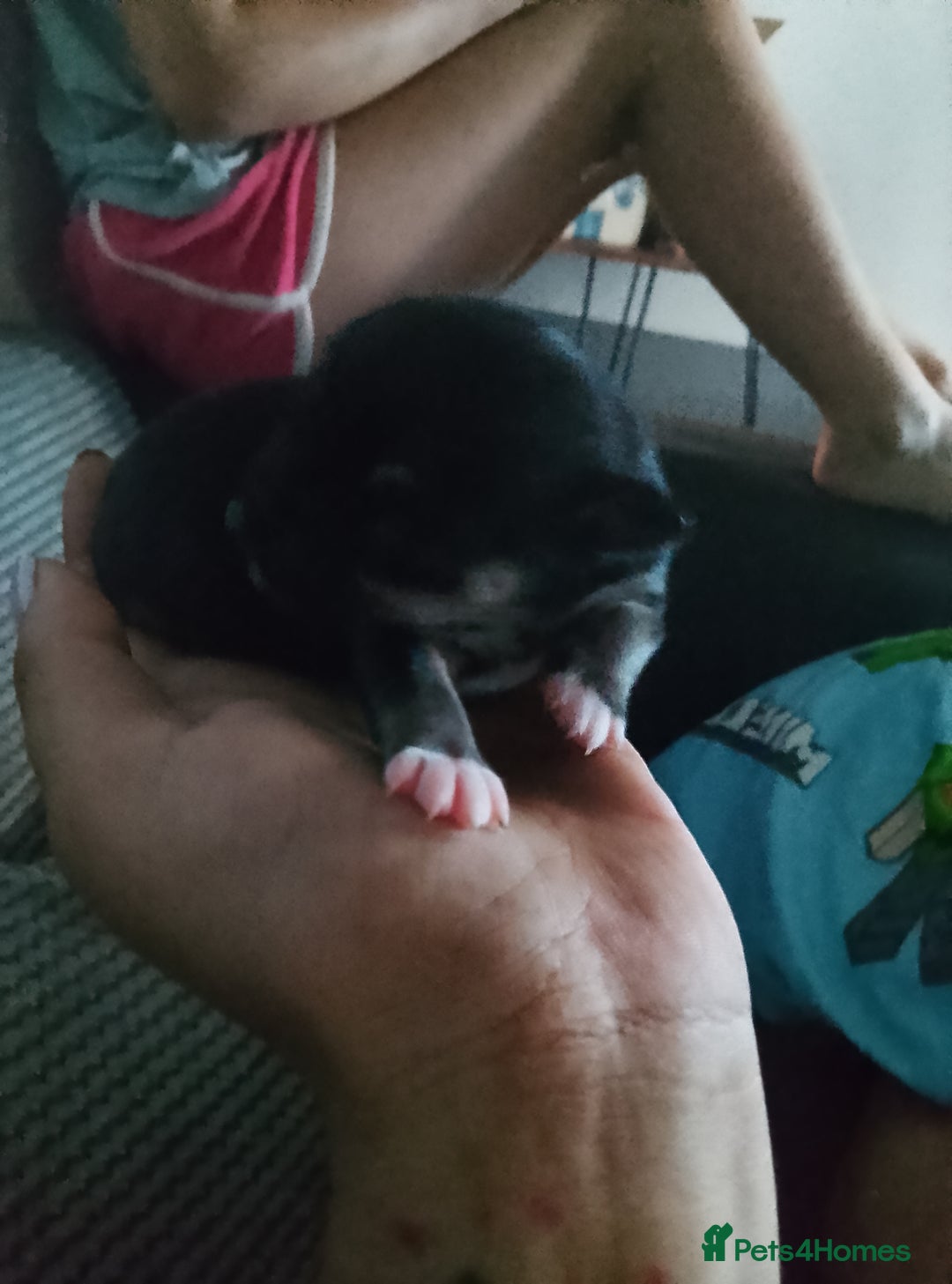 Chihuahua dogs for sale: Puppies for sale  - Image 2