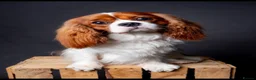 Cavalier King Charles Spaniel dogs for stud: KC REG HEALTH TESTED CHAMPION LINES CAVALIER STUD  in Hoddesdon - Advert 2