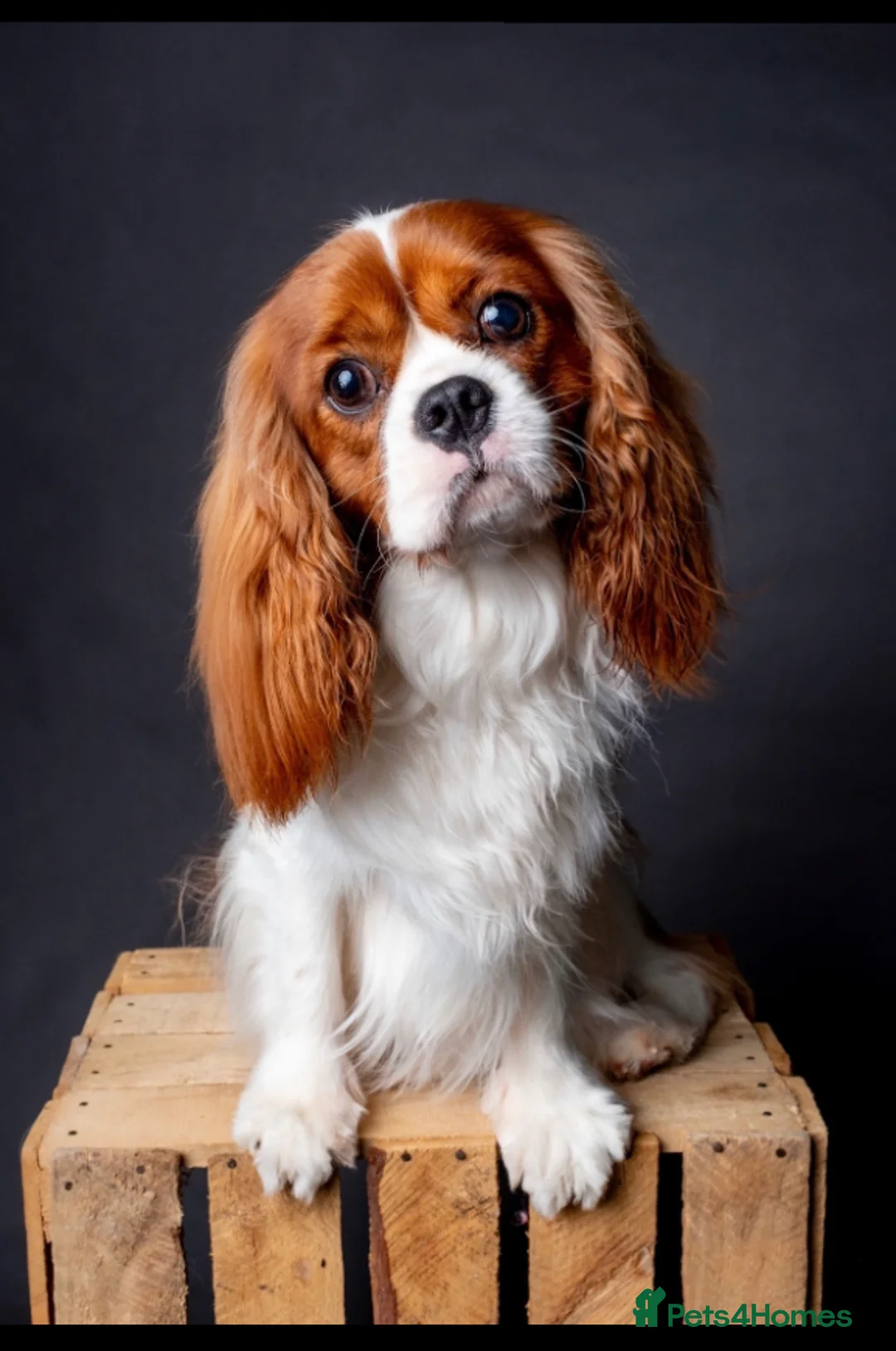 Cavalier King Charles Spaniel dogs for stud: KC REG HEALTH TESTED CHAMPION LINES CAVALIER STUD  in Hoddesdon - Advert 2