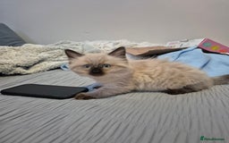 Ragdoll cats for sale: Gorgeous part ragdolls looking for loving homes! - Image 17