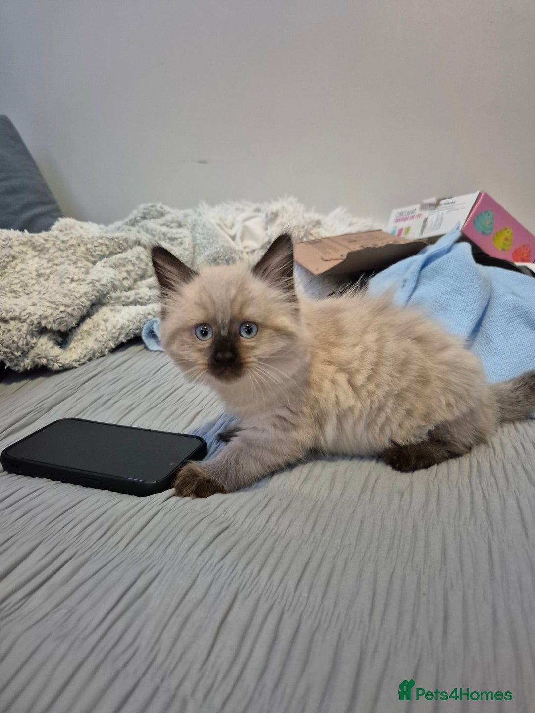 Ragdoll cats for sale: Gorgeous part ragdolls looking for loving homes! - Image 17