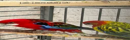 Parakeets birds for sale: Rossella  - Advert 2