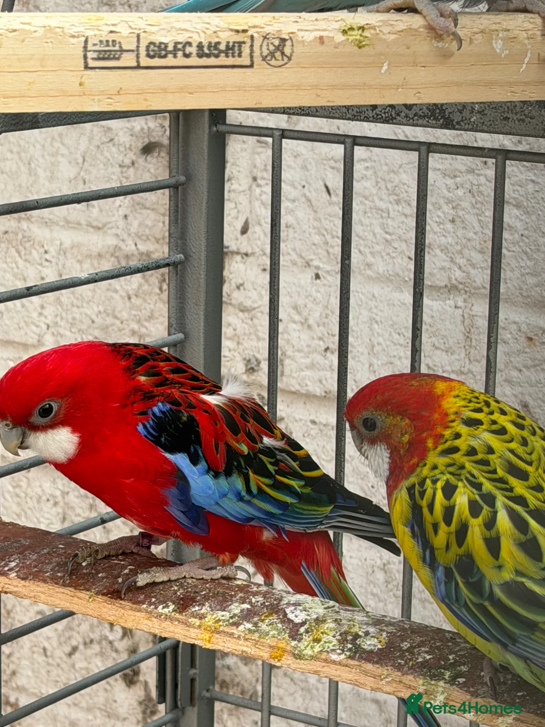 Parakeets birds for sale: Rossella  - Advert 2