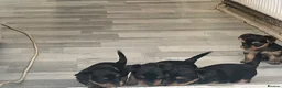 Yorkshire Terrier dogs for sale: Yorkshire Terrier puppies 🐶  - Advert 16