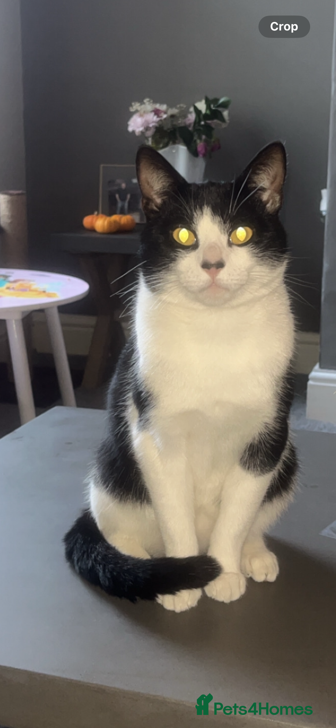 Mixed Breed cats for sale: Male cat 1 year 3 months  - Advert 4