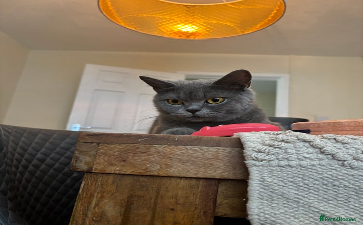 British Shorthair cats in Gosport - Advert 16