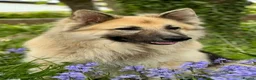 German Shepherd dogs for sale: Fully Health Tested, KC registered GSD puppies due - Advert 8