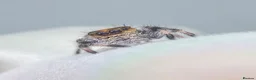 Spiders invertebrates for sale: JUMPING SPIDERS - Advert 6