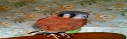 Mixed Breed birds for sale: American kestrel  - Advert 2