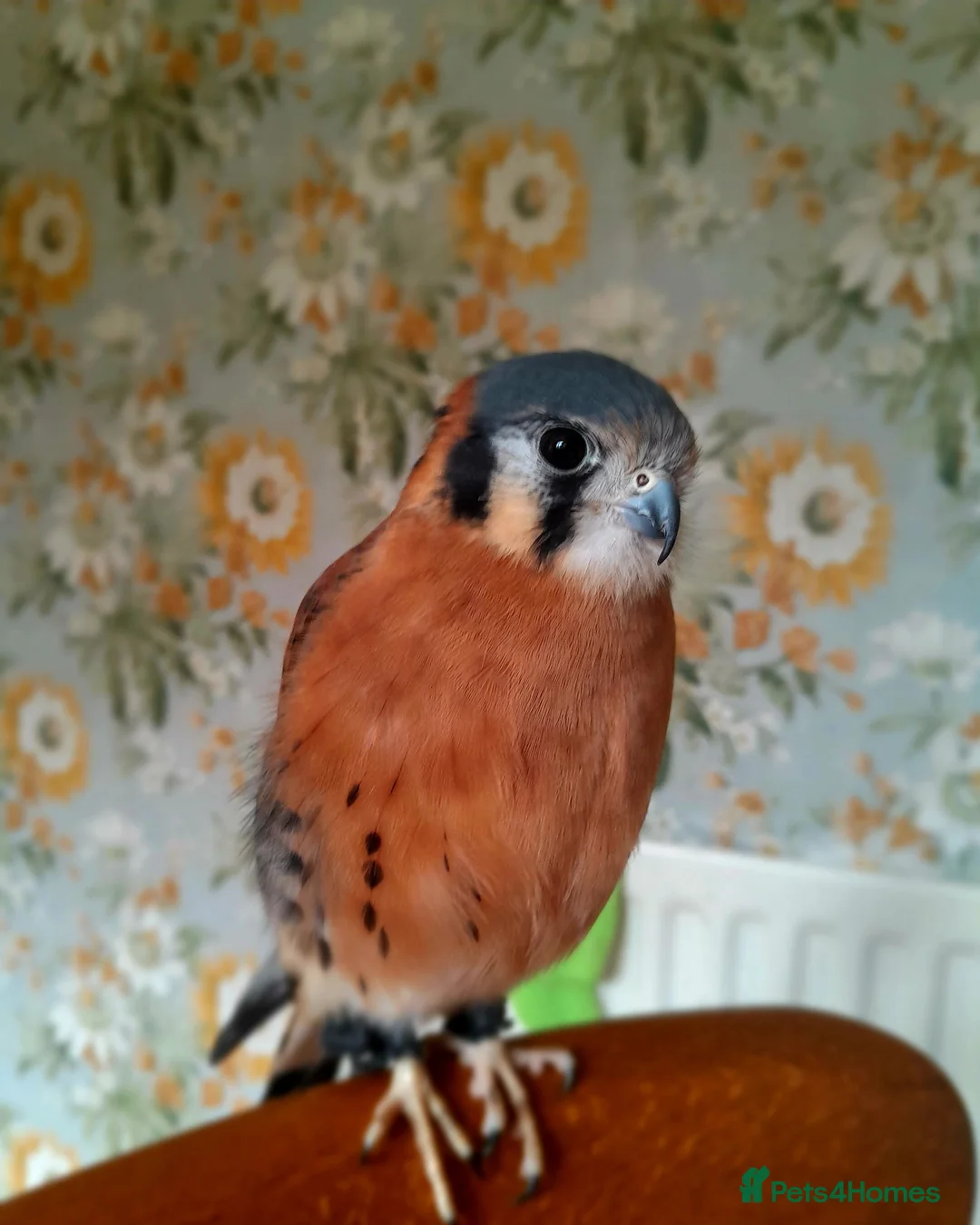 Mixed Breed birds for sale: American kestrel  - Advert 2