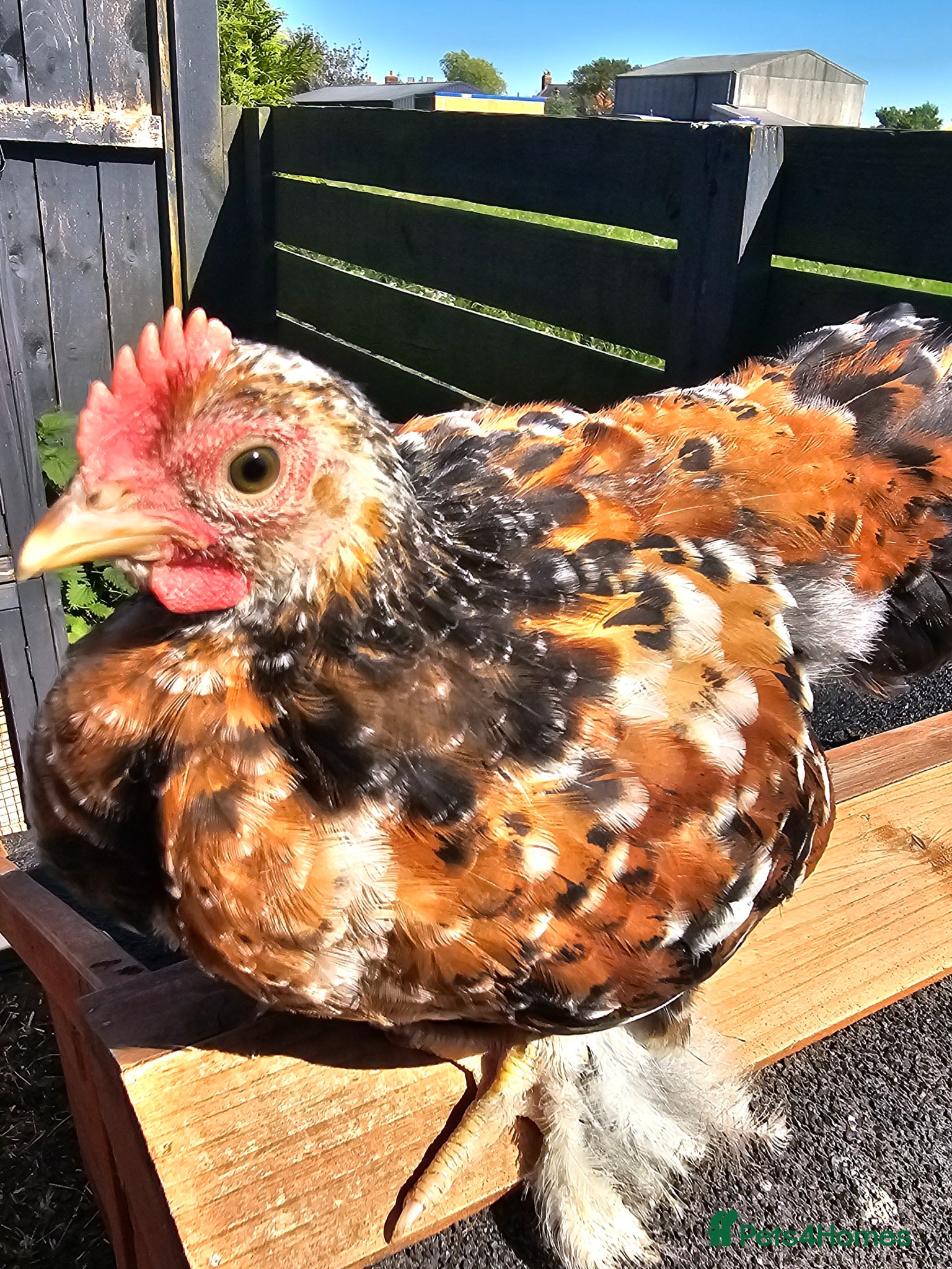 Chickens poultry for sale: 12 week old cockerels - Advert 4
