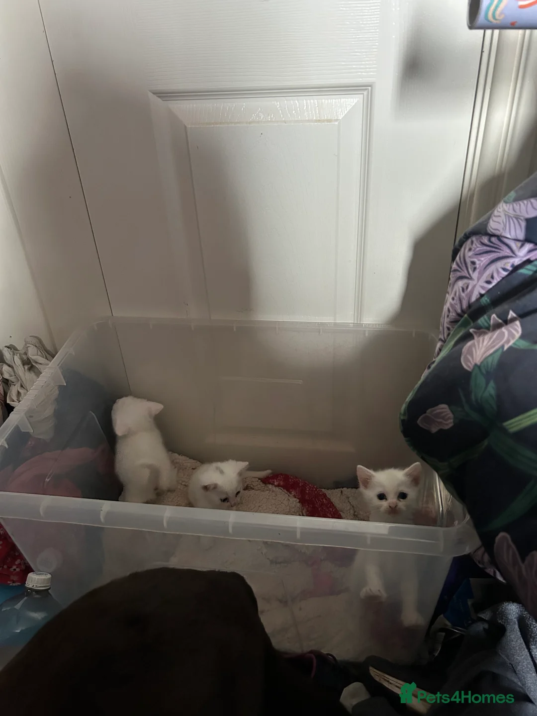 Mixed Breed cats for sale: white kittens available in Leicester - Advert 5
