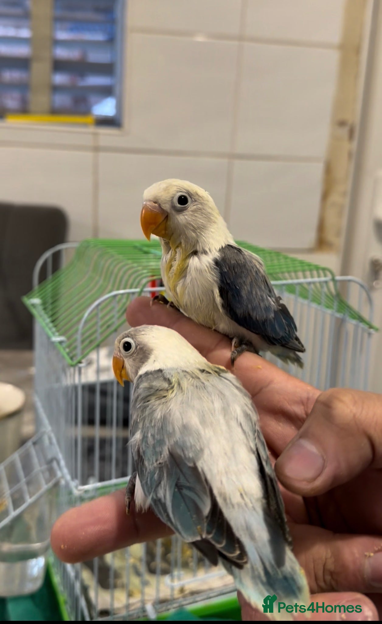 Lovebirds birds Baby lovebirds - Advert 1