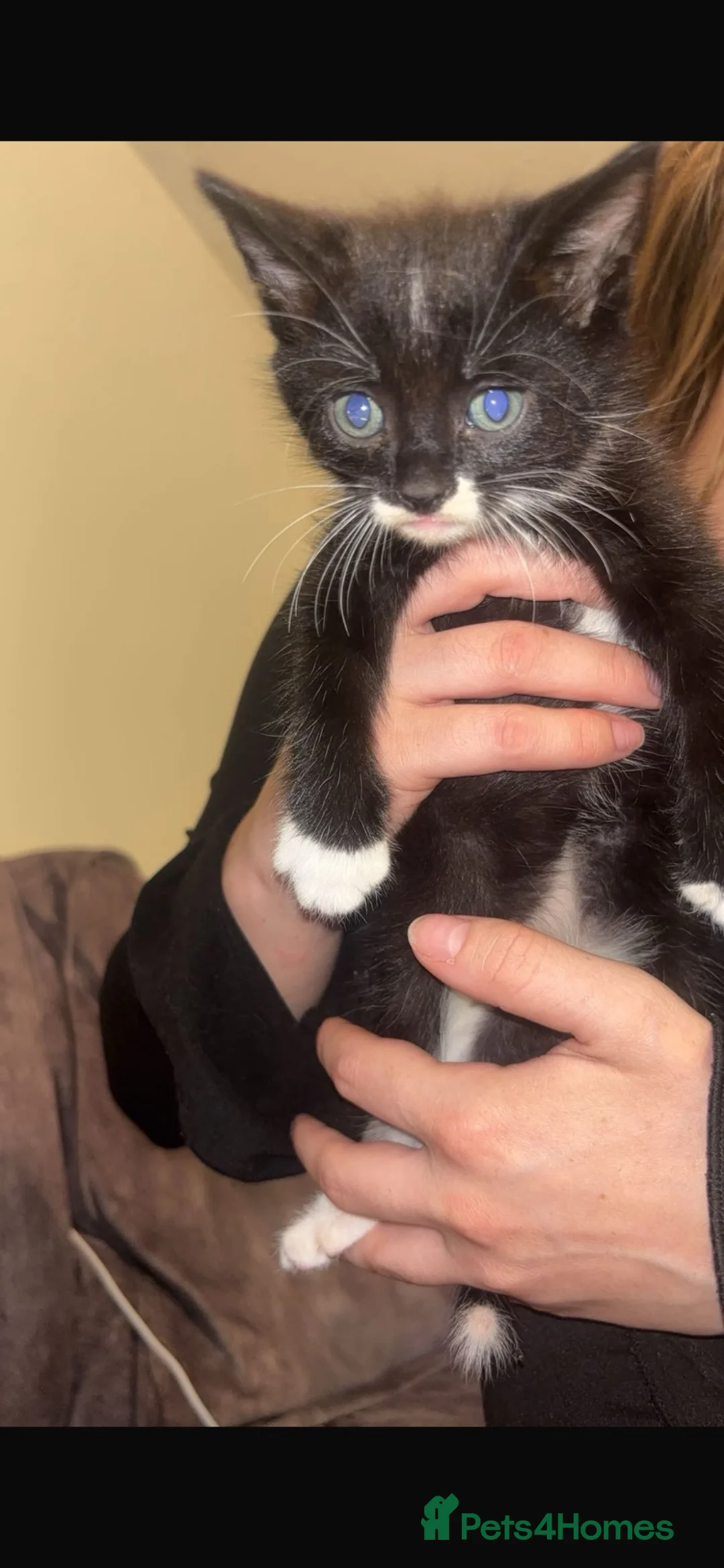 Mixed Breed cats for sale: Mixed breed kittens  - Advert 3