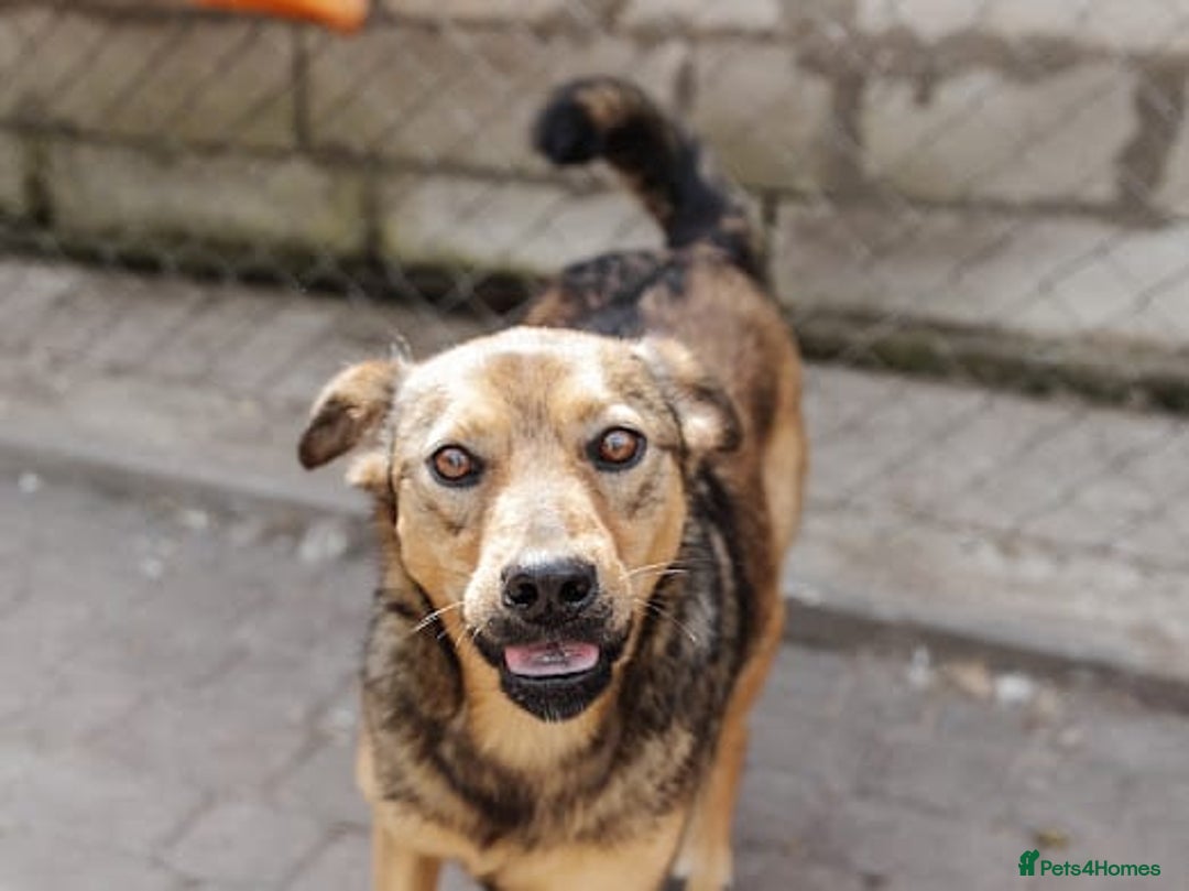 Mixed Breed dogs for adoption: ❤️Jessy❤️ - gentle 2 yo medium-sized girl - Advert 2