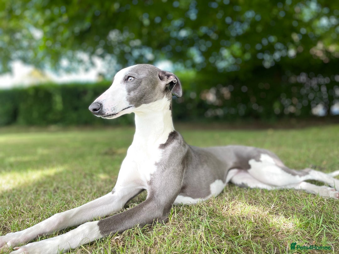 Mixed Breed dogs for sale: Whipper Spaniels ❤️ - Advert 11