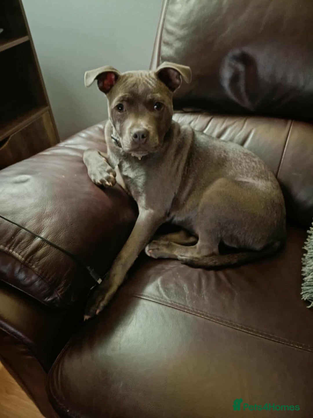 Staffordshire Bull Terrier dogs for sale: Male Blue Staffordshire bull terrier  - Advert 1