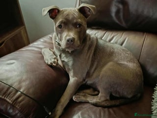 Staffordshire Bull Terrier dogs Male Blue Staffordshire bull terrier - Advert 6