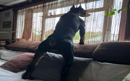 Dobermann dogs for sale: Beautiful Doberman puppies 3 boys 3 girls for sale - Image 31