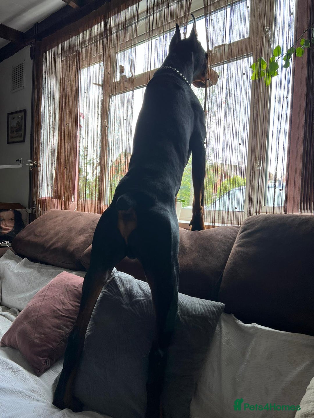 Dobermann dogs for sale: Beautiful Doberman puppies 3 boys 3 girls for sale - Image 31