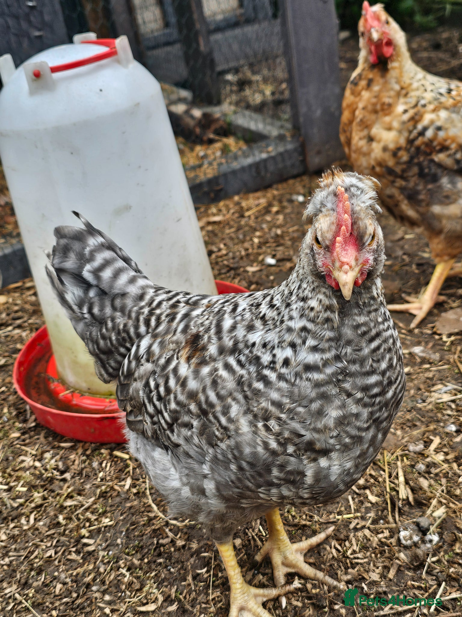 Chickens poultry for sale: 12 week old cockerels - Advert 3