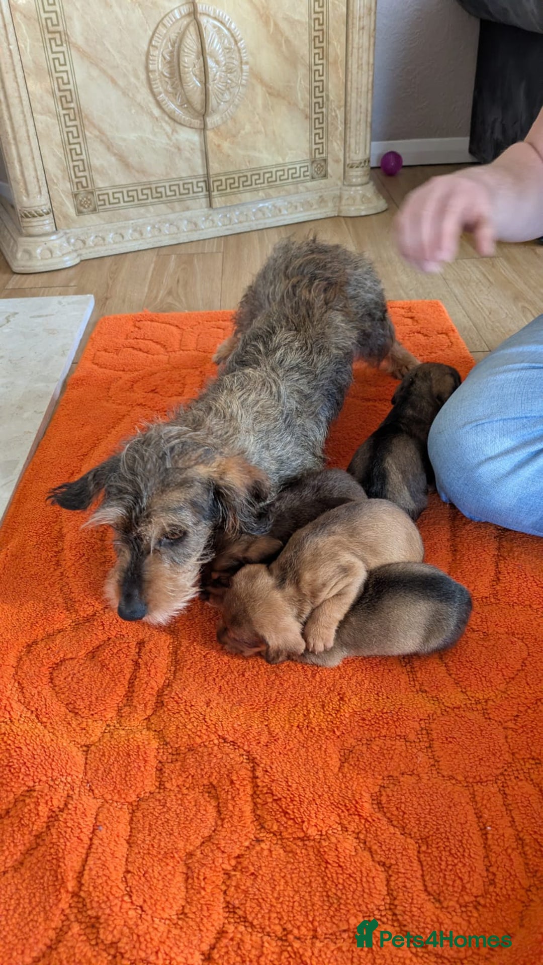 Mixed Breed dogs for sale: 3/4Dachshund X 1/4Jack  - Image 18