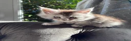 Maine Coon cats for sale: Stunning litter of pure bred Maine Coon kittens - Advert 22