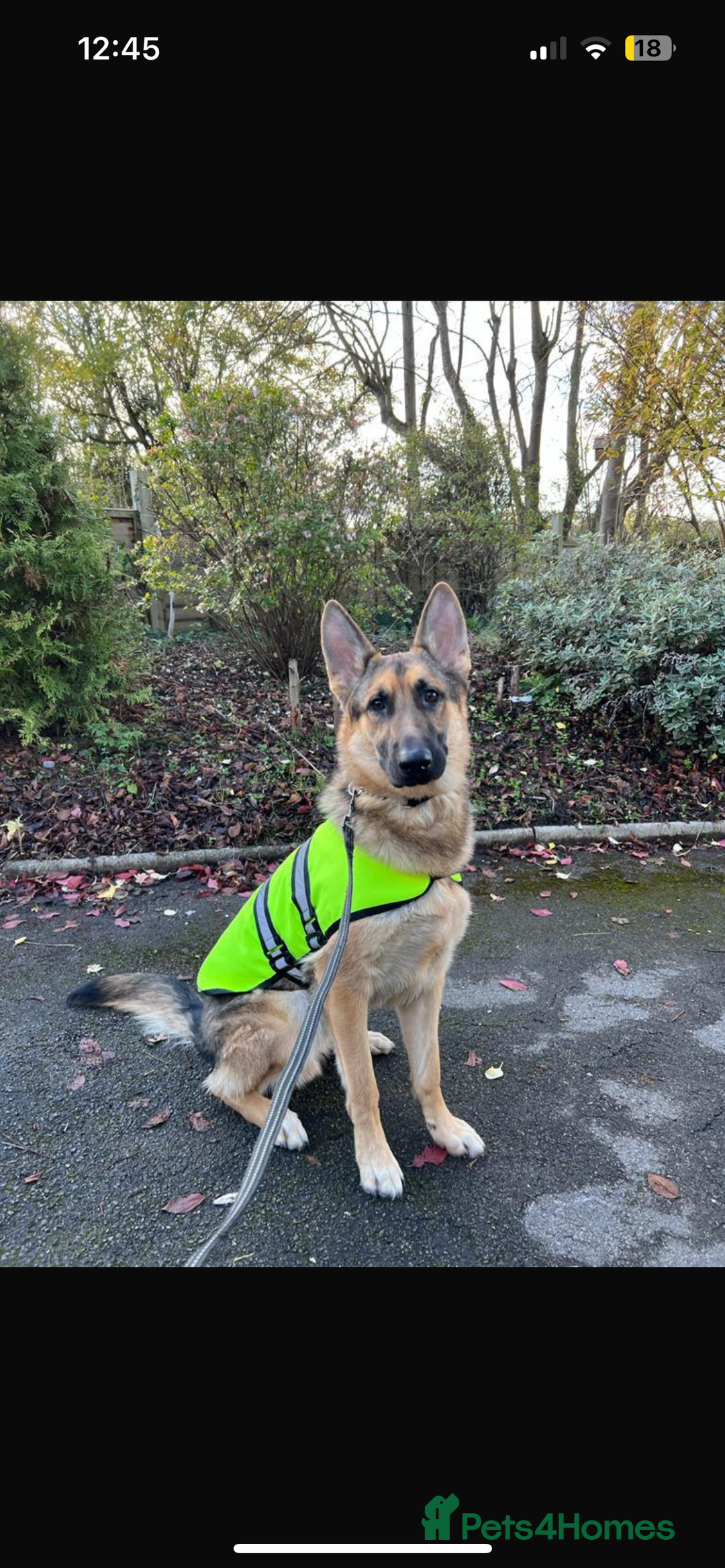 German Shepherd dogs for stud: KC sable male for stud  in Birmingham - Image 26
