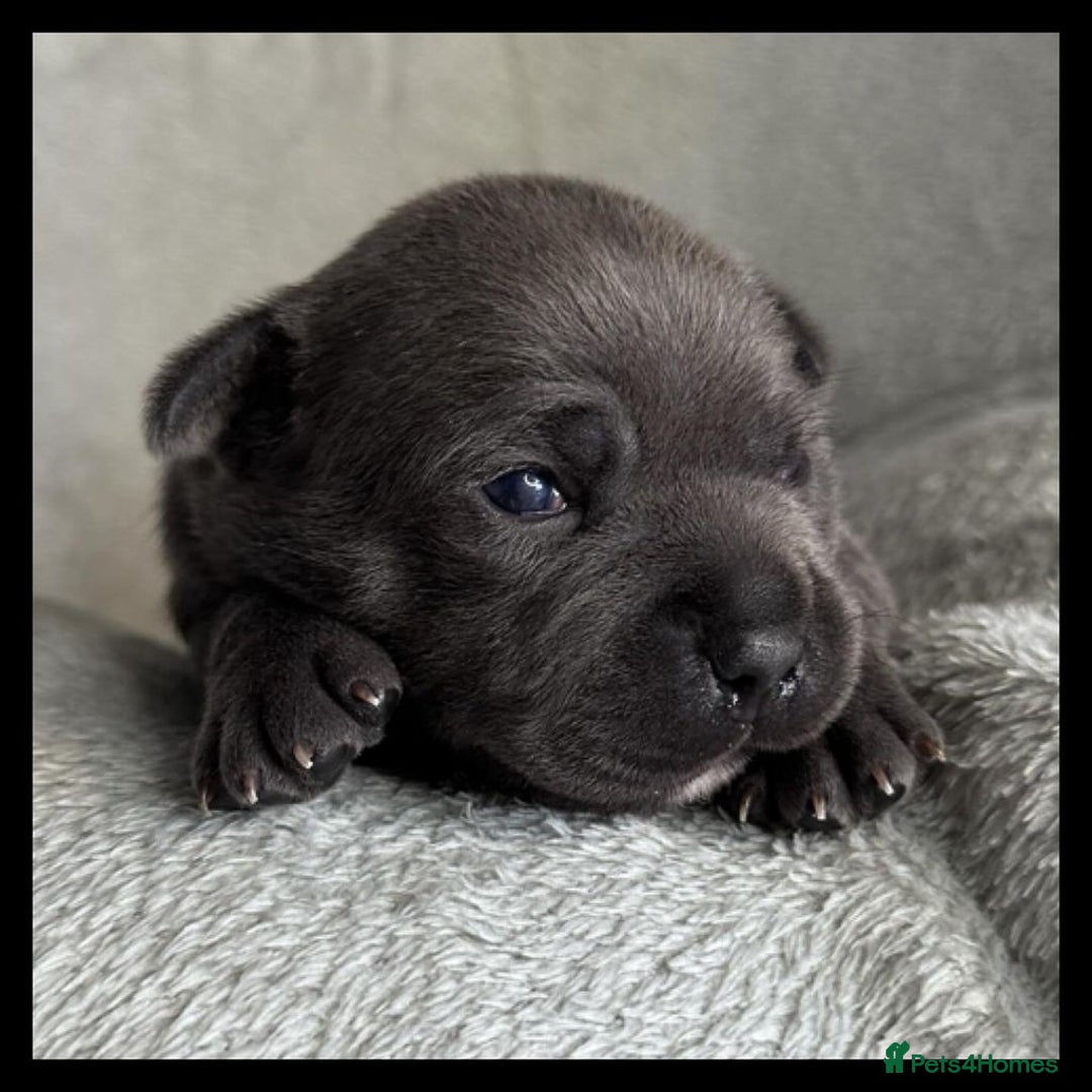 Staffordshire Bull Terrier dogs for sale: Outstanding  %100 Health Tested Staffy Puppies - Advert 20