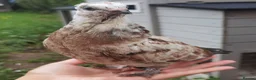 Pigeons birds for sale: Pigeons [Semi Hand-Raised] - Fancy & Racing Breeds - Advert 18