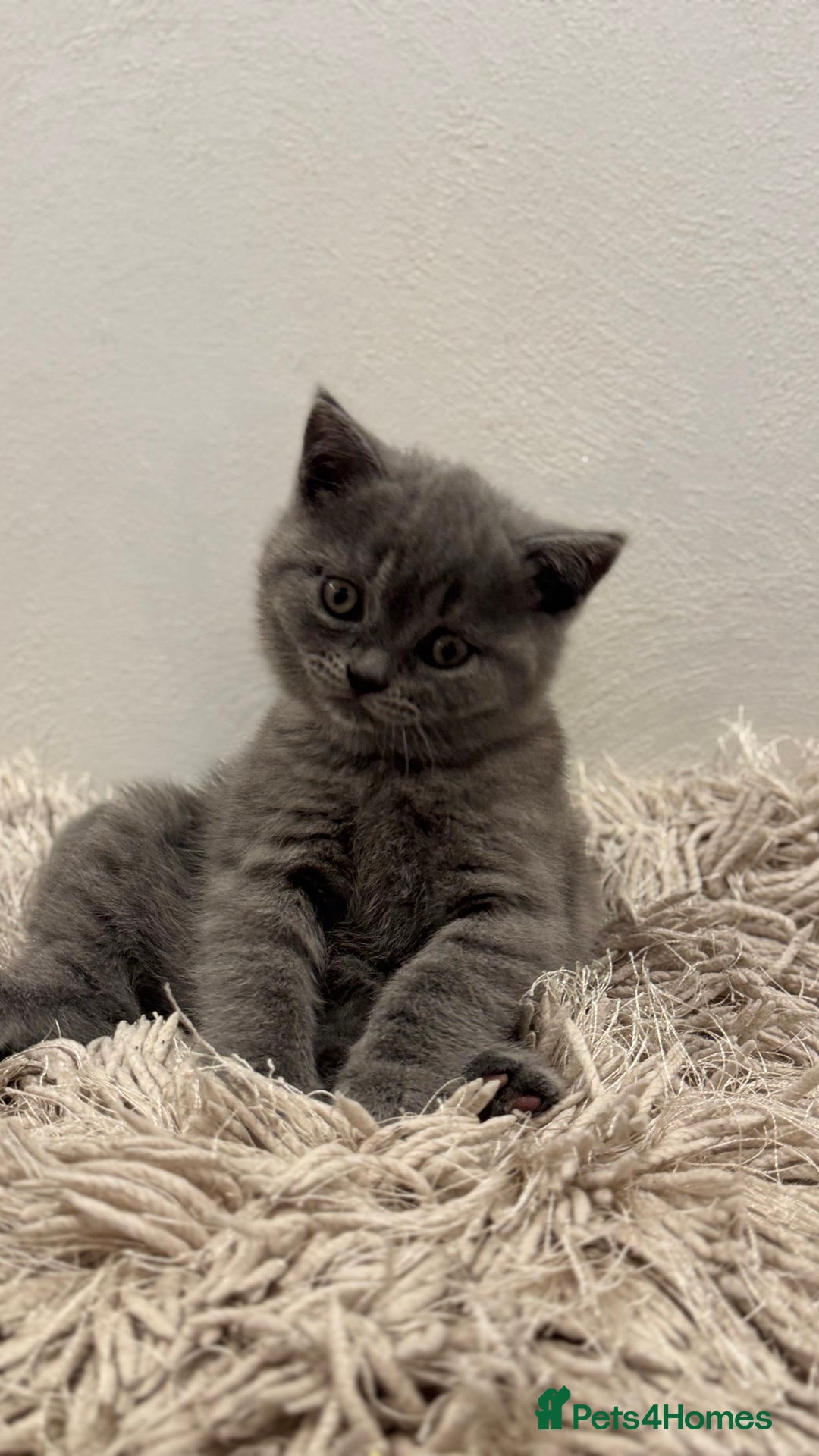 British Shorthair cats for sale: Adorable British blue Shorthair Kittens  - Image 4