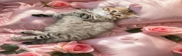 Scottish Fold cats for sale: Adorable Scottish Fold Straight Ear Tabby Kittens  - Advert 24