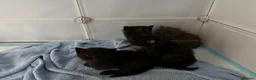 Mixed Breed cats for sale: 2 beautiful kittens for sale  - Advert 25