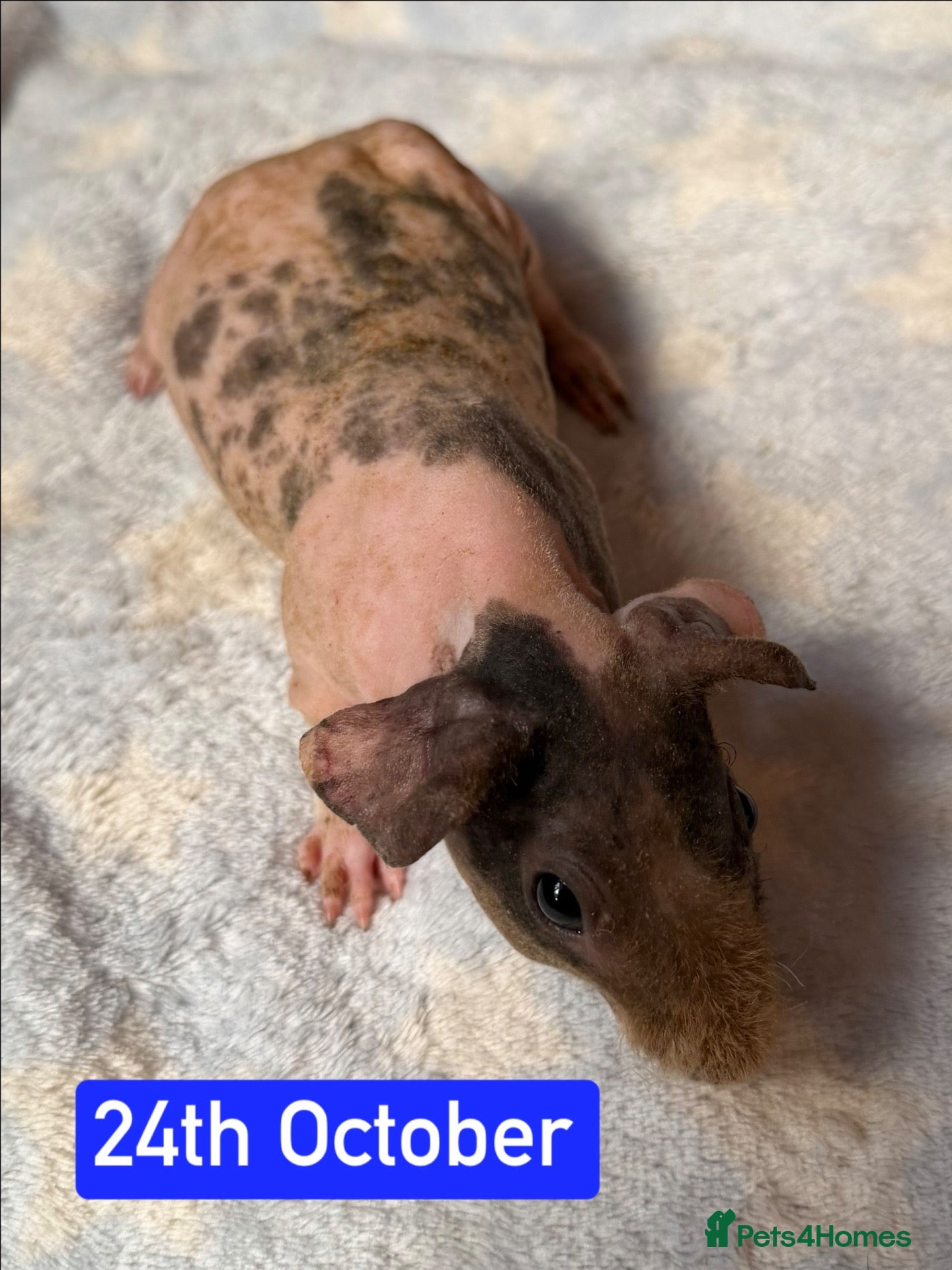 Guinea Pig rodents Skinny/Guinea Pigs - Advert 2