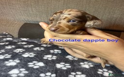 Miniature Dachshund dogs for sale: 7 beautiful miniature dachshund puppies for sale - Image 10