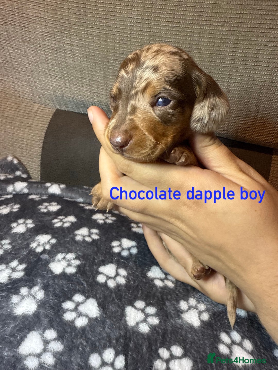 Miniature Dachshund dogs for sale: 7 beautiful miniature dachshund puppies for sale - Image 10