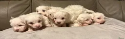 Mixed Breed dogs for sale: Maltipoo x Coton de Tulear Puppies  - Advert 9