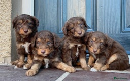 Bordoodle dogs for sale: OUTSTANDING *TRI COLOUR* MINIATURE BORDOODLES - Image 2