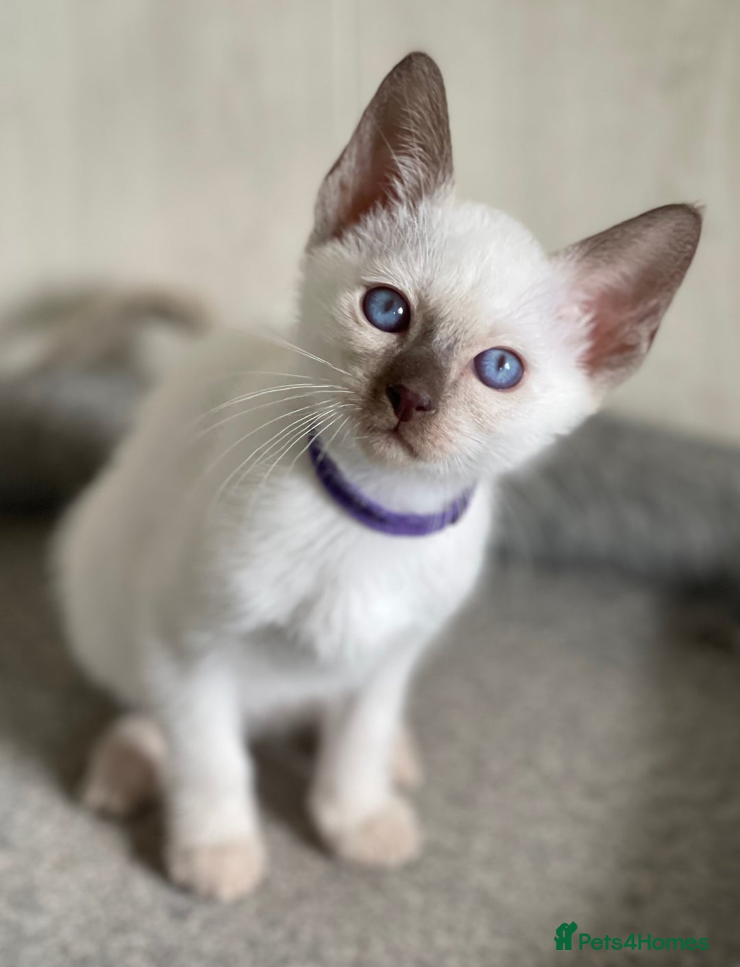 Siamese cats for sale: Stunning GCCF Registered Traditional Siamese.  - Image 14