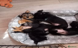 Mixed Breed dogs for sale: 💞ONLY 4 Beautiful Yorkie Russel Puppies Left 💞 - Image 30