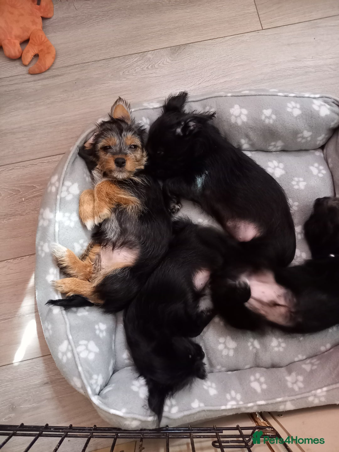 Mixed Breed dogs for sale: 💞ONLY 4 Beautiful Yorkie Russel Puppies Left 💞 - Image 30