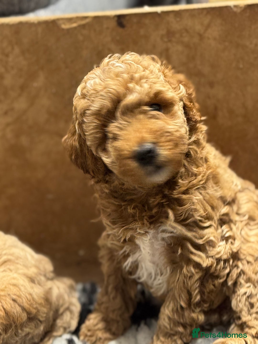 Miniature Poodle dogs for sale: Stunning Miniture Poodles - Image 12