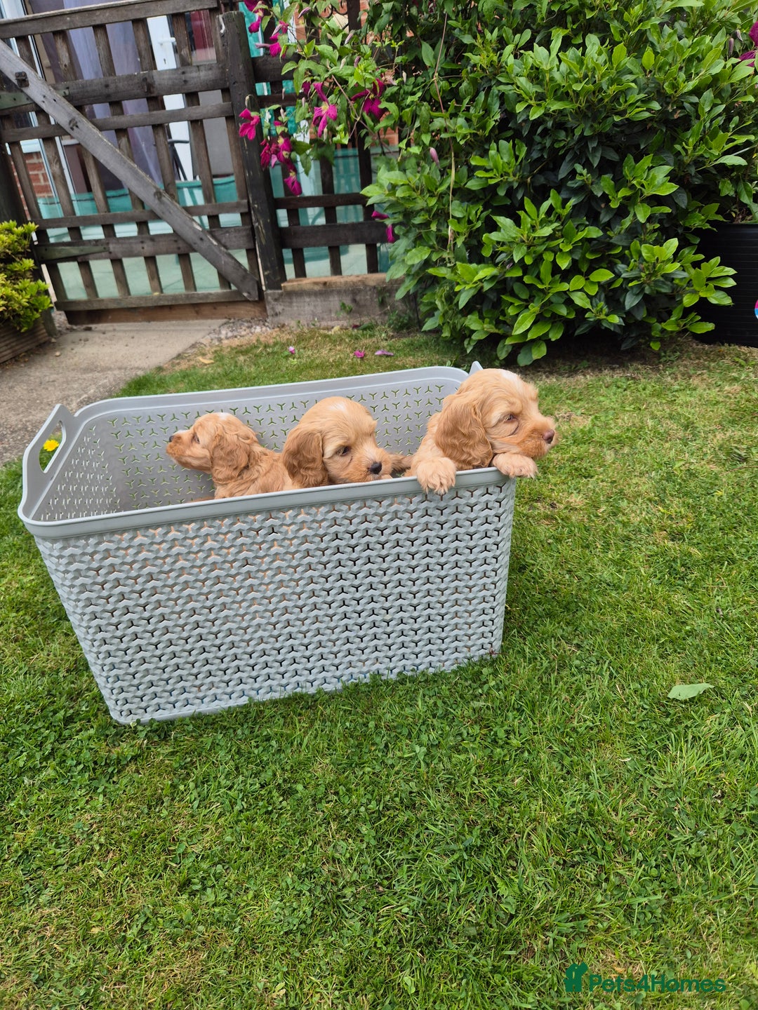 Cockapoo dogs for sale: READY NOW !! ONLY 3 COCKERPOO PUPPIES LEFT !!! in Alfreton - Image 22