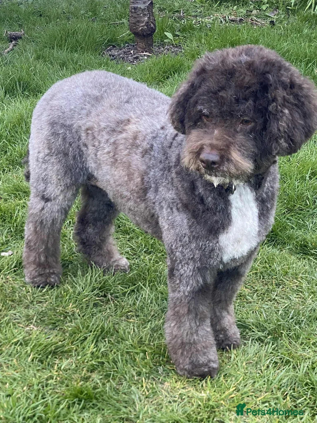 Lagotto Romagnolo dogs for sale: Three wonderful Lagotto pups available now - Advert 1